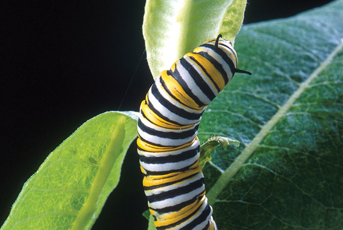 A monarch caterpillar eating a common milkweed leaf.