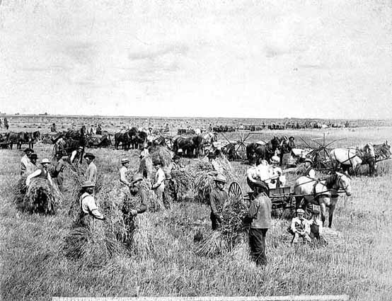 Photo of harvesting on a bonanza farm: men and machines.